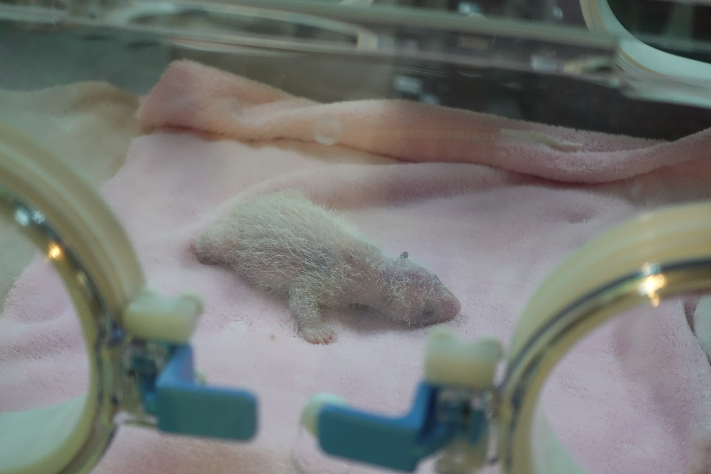 Baby panda in incubator