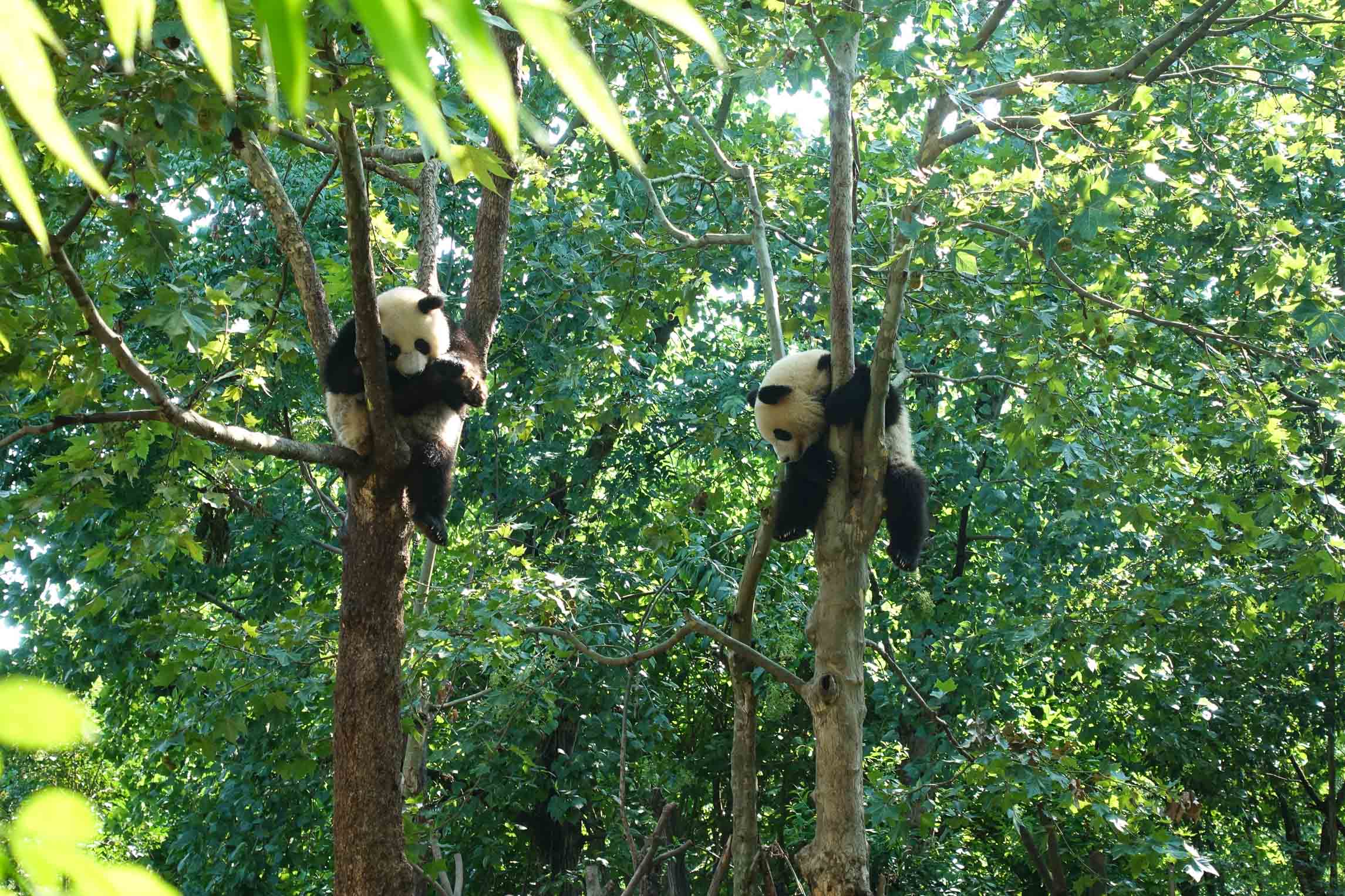 Pandas hanging out