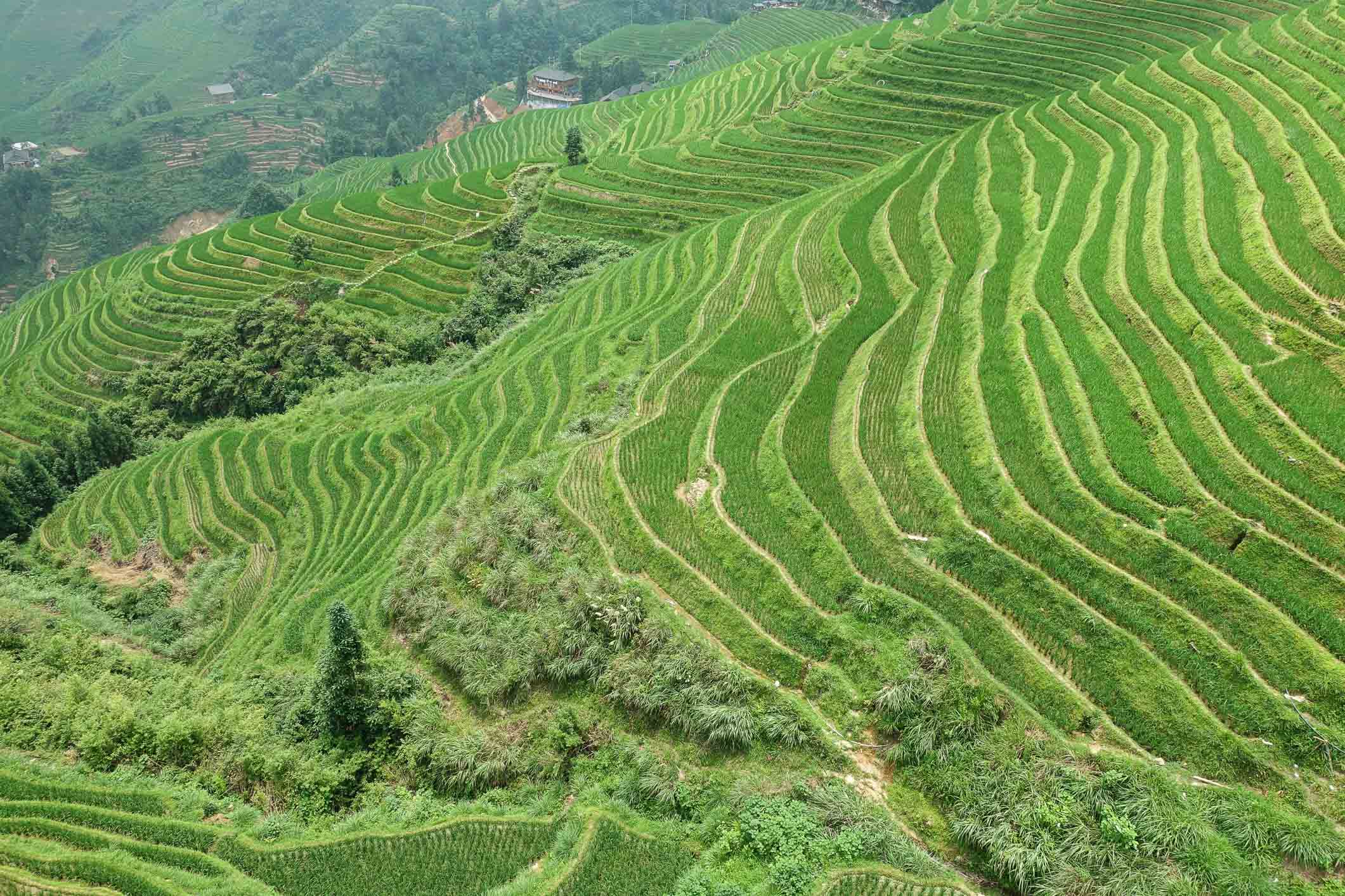 Longji rice fields
