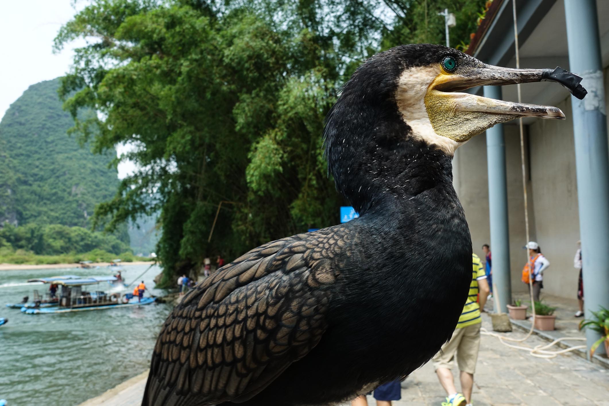 Cormorant at the Li river